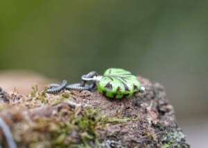 Buntefarbtupfer