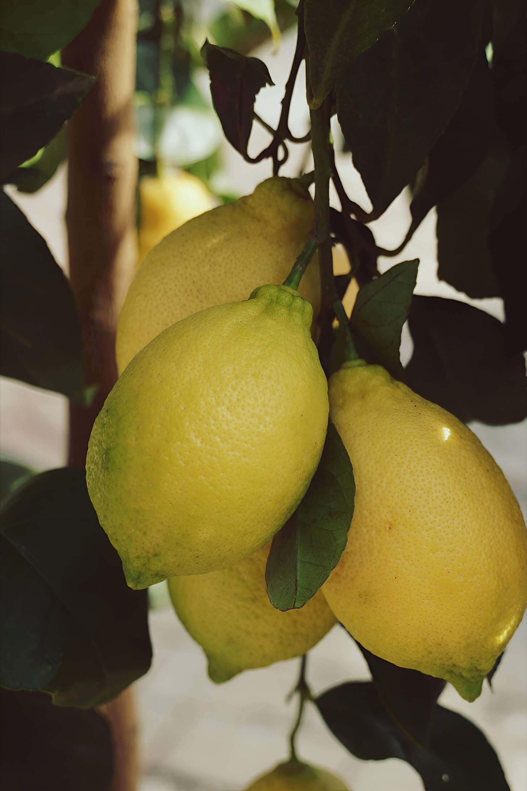 Farbtupfer Fotografie